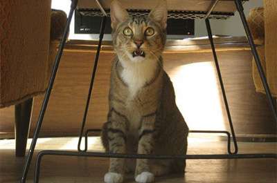 ガルちゃん猫カフェ21号店 開店しました♪ (初めての方も大歓迎!)