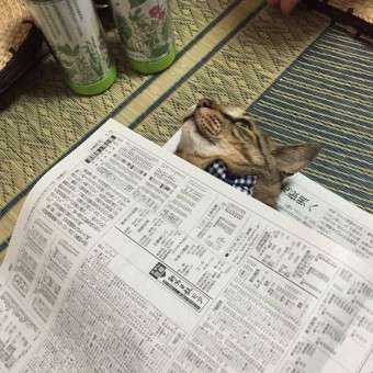 ガルちゃん猫カフェ21号店 開店しました♪ (初めての方も大歓迎!)