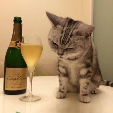ガルちゃん猫カフェ21号店 開店しました♪ (初めての方も大歓迎！)