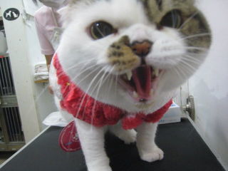 ガルちゃん猫カフェ21号店 開店しました♪ (初めての方も大歓迎!)