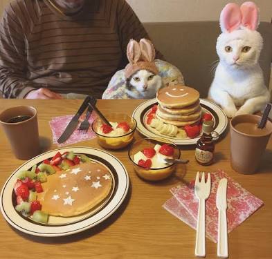ガルちゃん猫カフェ21号店 開店しました♪ (初めての方も大歓迎！)