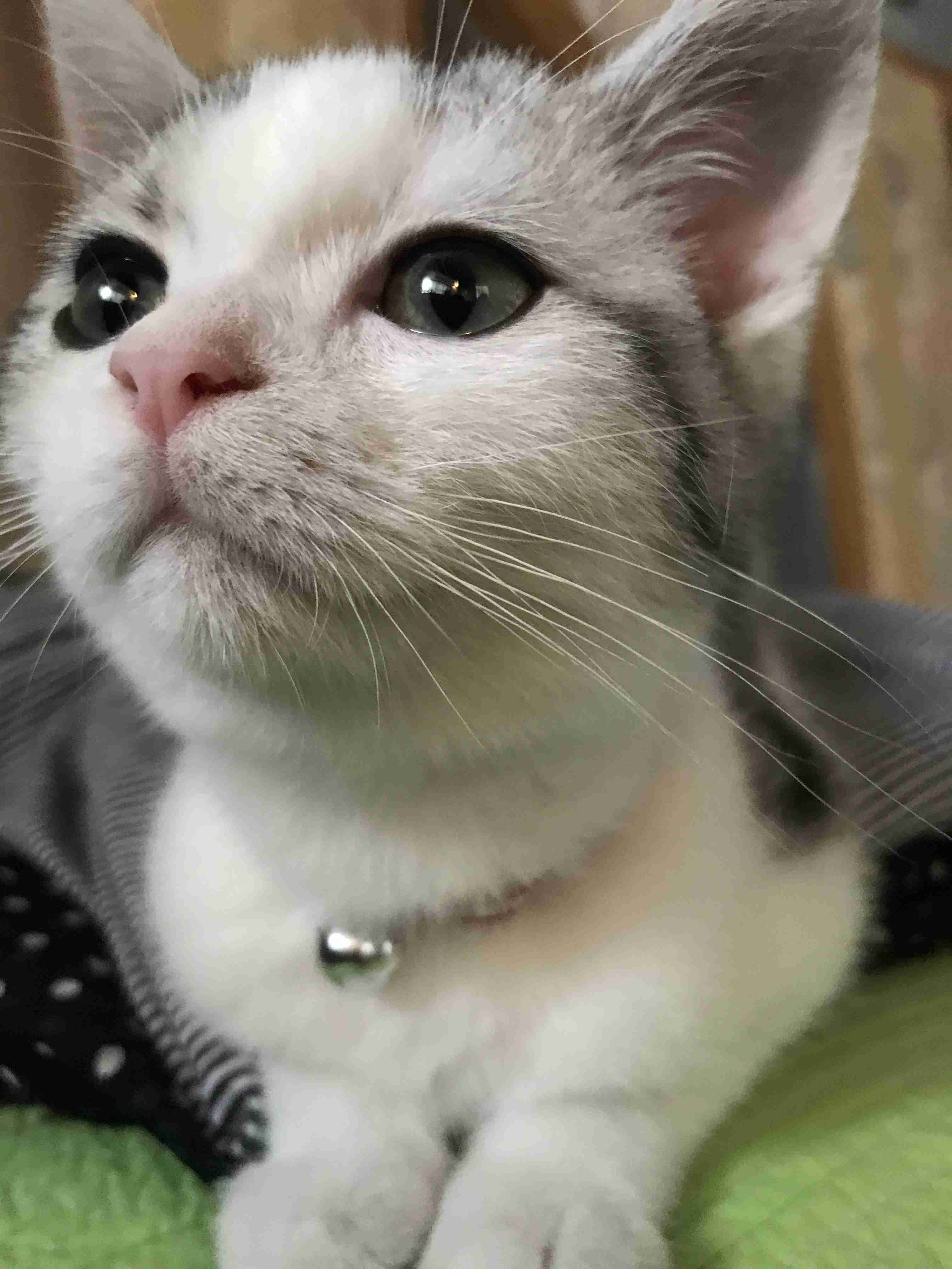 ガルちゃん猫カフェ21号店 開店しました♪ (初めての方も大歓迎!)