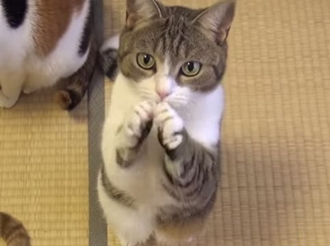 ガルちゃん猫カフェ21号店 開店しました♪ (初めての方も大歓迎!)