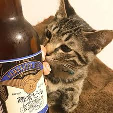 ガルちゃん猫カフェ21号店 開店しました♪ (初めての方も大歓迎！)