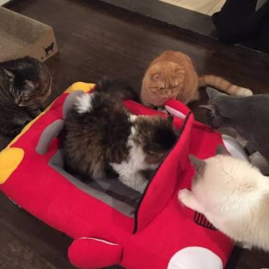 ガルちゃん猫カフェ21号店 開店しました♪ (初めての方も大歓迎!)