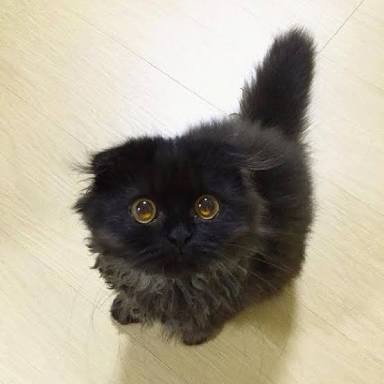 ガルちゃん猫カフェ21号店 開店しました♪ (初めての方も大歓迎!)