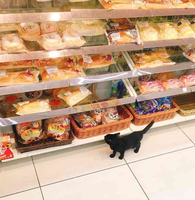 ガルちゃん猫カフェ21号店 開店しました♪ (初めての方も大歓迎!)