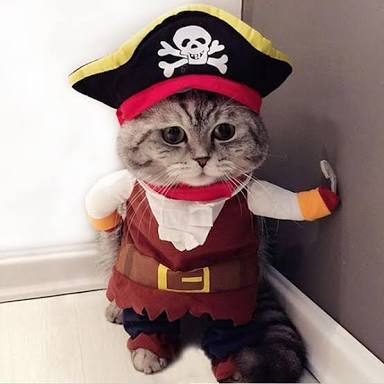 ガルちゃん猫カフェ21号店 開店しました♪ (初めての方も大歓迎！)