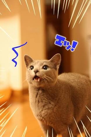 ガルちゃん猫カフェ21号店 開店しました♪ (初めての方も大歓迎！)