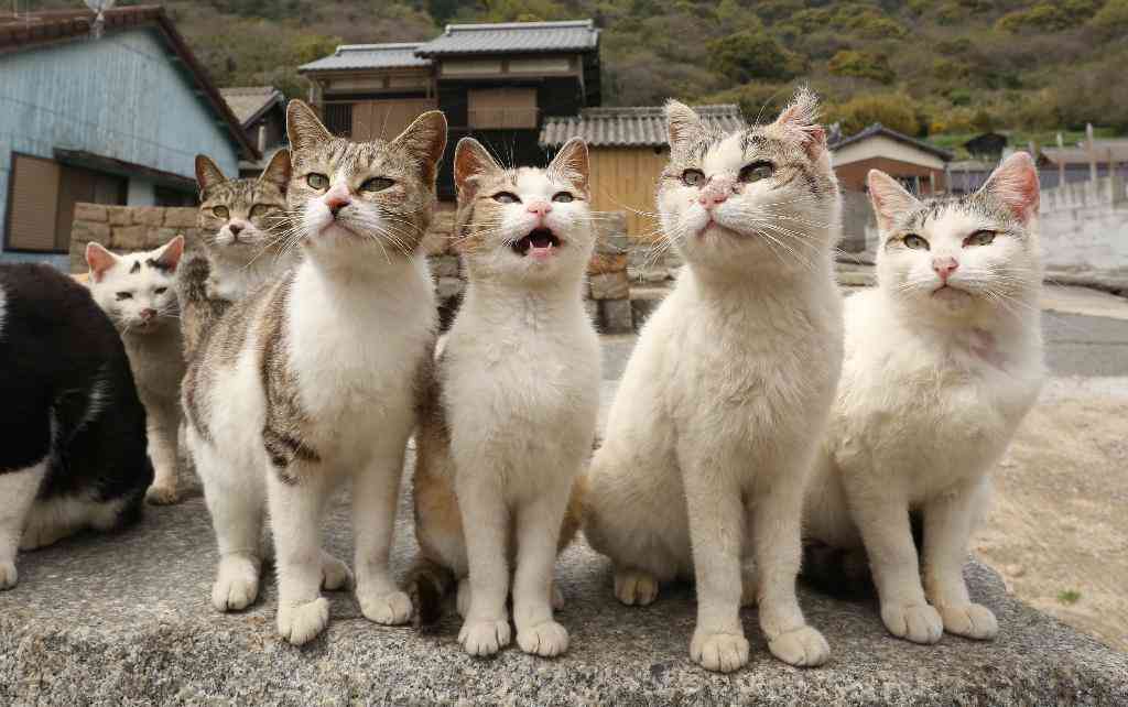 ガルちゃん猫カフェ21号店 開店しました♪ (初めての方も大歓迎！)
