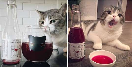 ガルちゃん猫カフェ21号店 開店しました♪ (初めての方も大歓迎！)