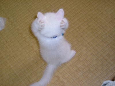 ガルちゃん猫カフェ21号店 開店しました♪ (初めての方も大歓迎!)