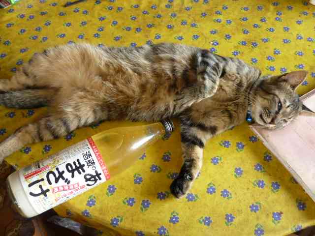ガルちゃん猫カフェ21号店 開店しました♪ (初めての方も大歓迎!)