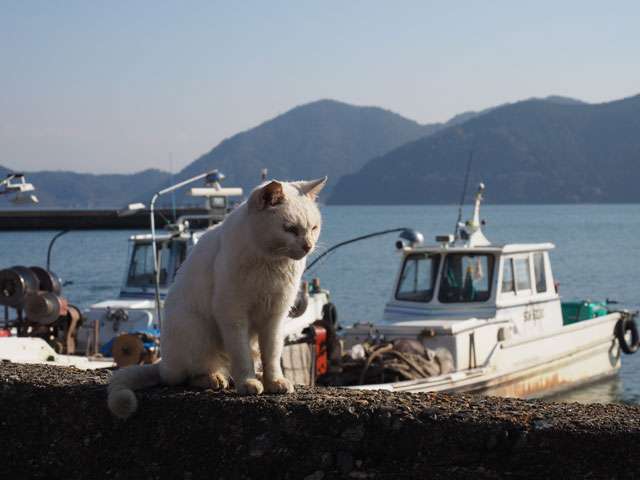 ガルちゃん猫カフェ21号店 開店しました♪ (初めての方も大歓迎！)