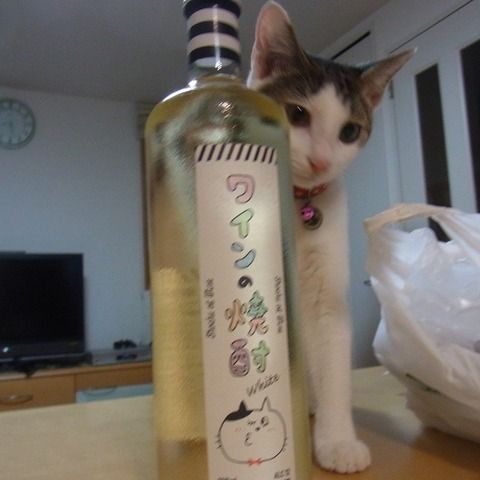 ガルちゃん猫カフェ21号店 開店しました♪ (初めての方も大歓迎!)