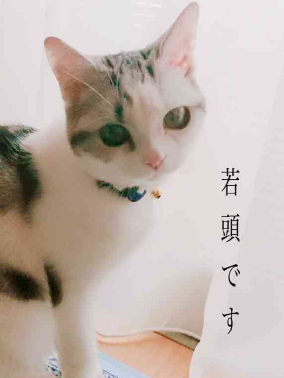 ガルちゃん猫カフェ21号店 開店しました♪ (初めての方も大歓迎!)