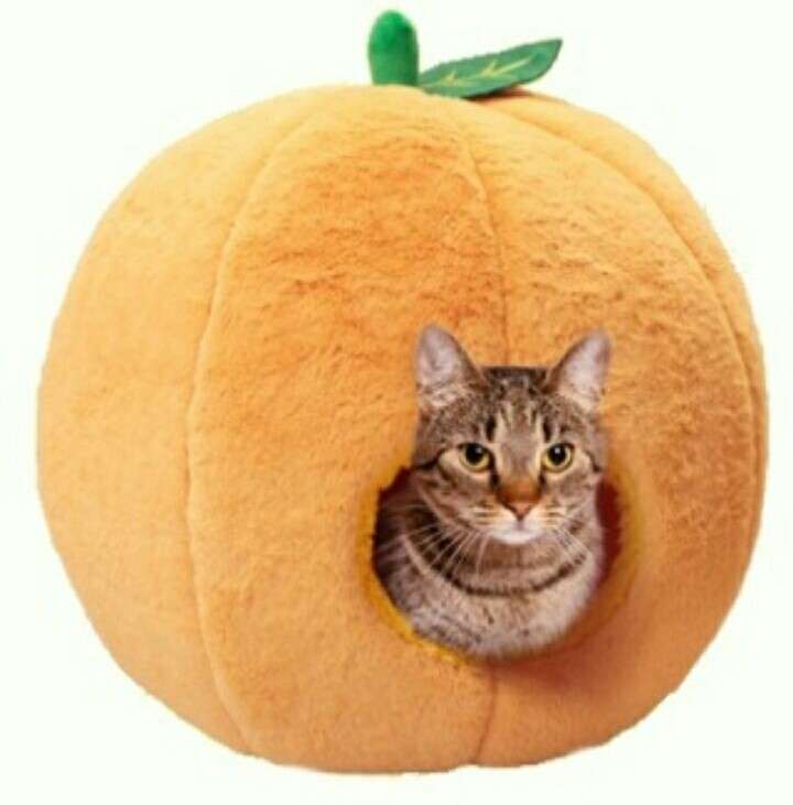 ガルちゃん猫カフェ21号店 開店しました♪ (初めての方も大歓迎！)