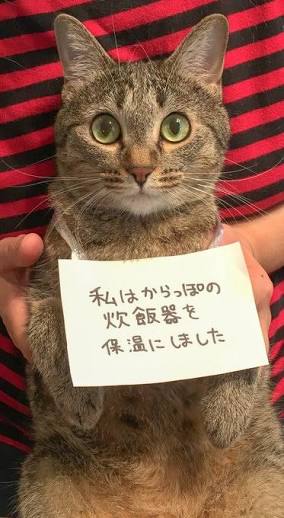 ガルちゃん猫カフェ21号店 開店しました♪ (初めての方も大歓迎！)