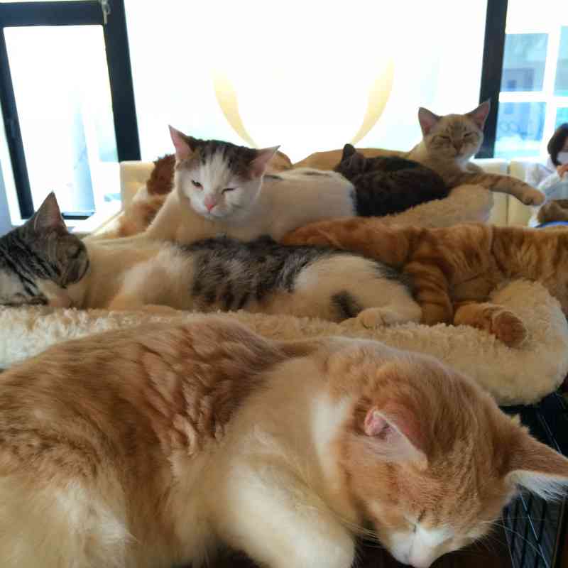ガルちゃん猫カフェ21号店 開店しました♪ (初めての方も大歓迎!)