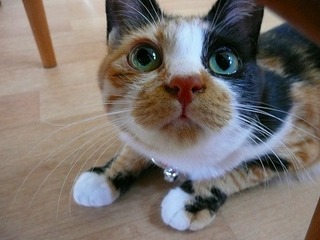 ガルちゃん猫カフェ21号店 開店しました♪ (初めての方も大歓迎!)