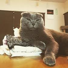 ガルちゃん猫カフェ21号店 開店しました♪ (初めての方も大歓迎!)