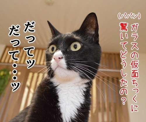 ガルちゃん猫カフェ21号店 開店しました♪ (初めての方も大歓迎!)