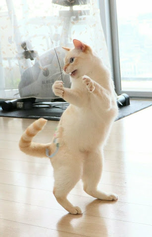 ガルちゃん猫カフェ21号店 開店しました♪ (初めての方も大歓迎!)