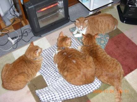 ガルちゃん猫カフェ21号店 開店しました♪ (初めての方も大歓迎!)