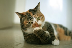 ガルちゃん猫カフェ21号店 開店しました♪ (初めての方も大歓迎!)