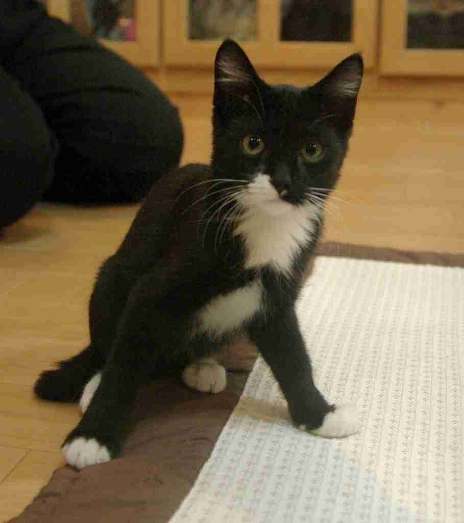 ガルちゃん猫カフェ21号店 開店しました♪ (初めての方も大歓迎!)