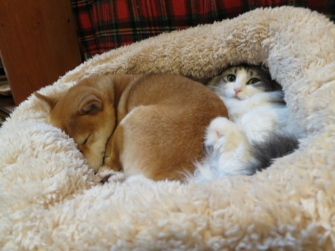 ガルちゃん猫カフェ21号店 開店しました♪ (初めての方も大歓迎！)