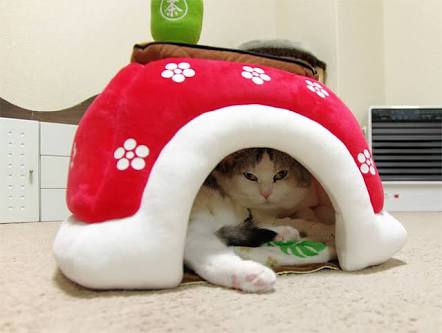 ガルちゃん猫カフェ21号店 開店しました♪ (初めての方も大歓迎！)