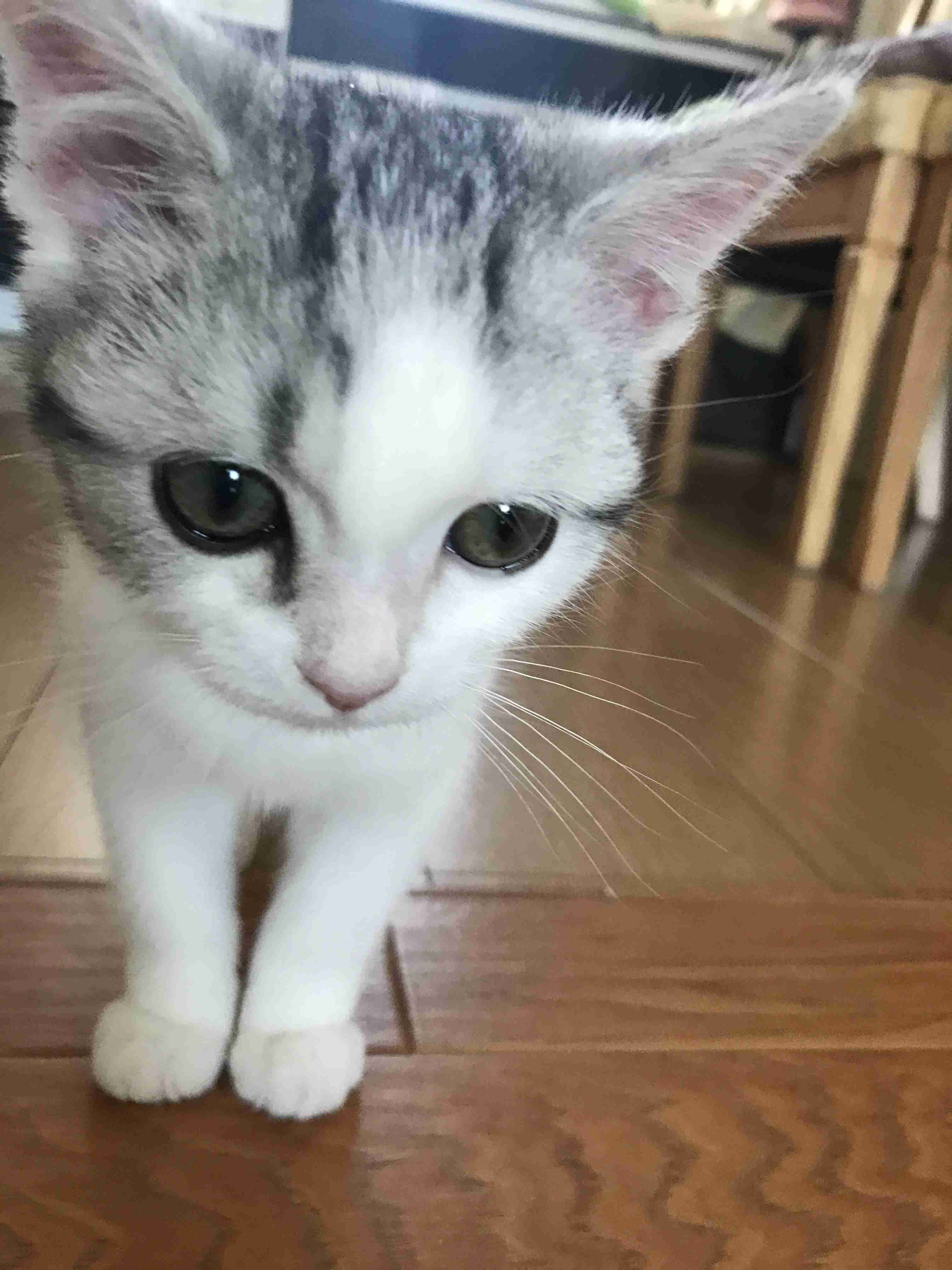 ガルちゃん猫カフェ21号店 開店しました♪ (初めての方も大歓迎!)