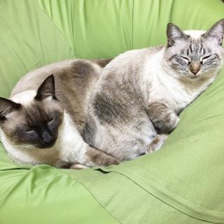 ガルちゃん猫カフェ21号店 開店しました♪ (初めての方も大歓迎！)