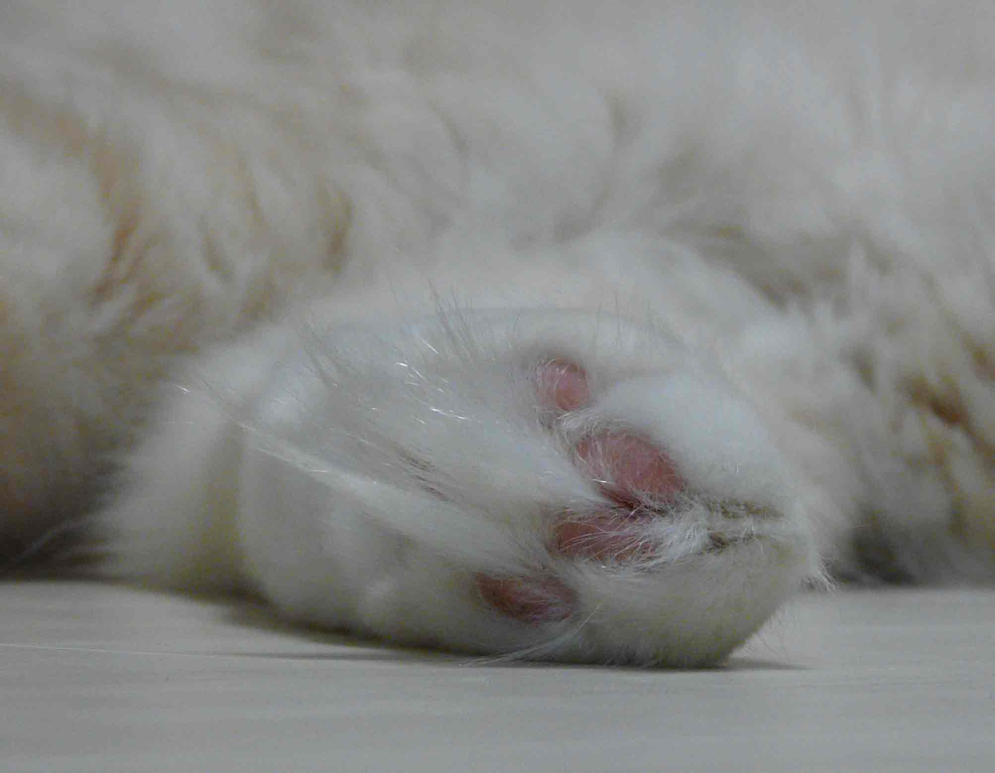 ガルちゃん猫カフェ21号店 開店しました♪ (初めての方も大歓迎!)