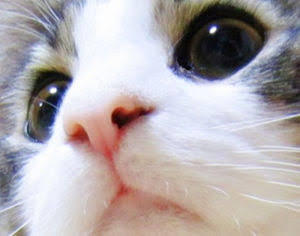 ガルちゃん猫カフェ21号店 開店しました♪ (初めての方も大歓迎!)