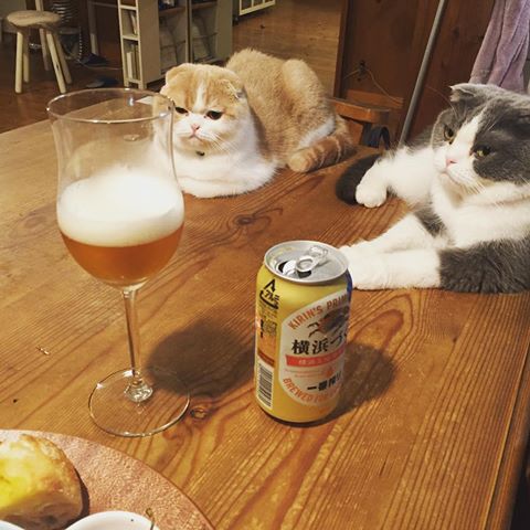 ガルちゃん猫カフェ21号店 開店しました♪ (初めての方も大歓迎!)