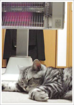 ガルちゃん猫カフェ21号店 開店しました♪ (初めての方も大歓迎！)
