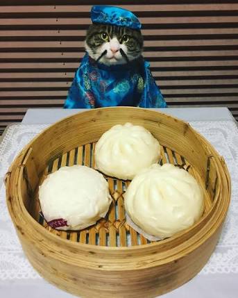 ガルちゃん猫カフェ21号店 開店しました♪ (初めての方も大歓迎！)