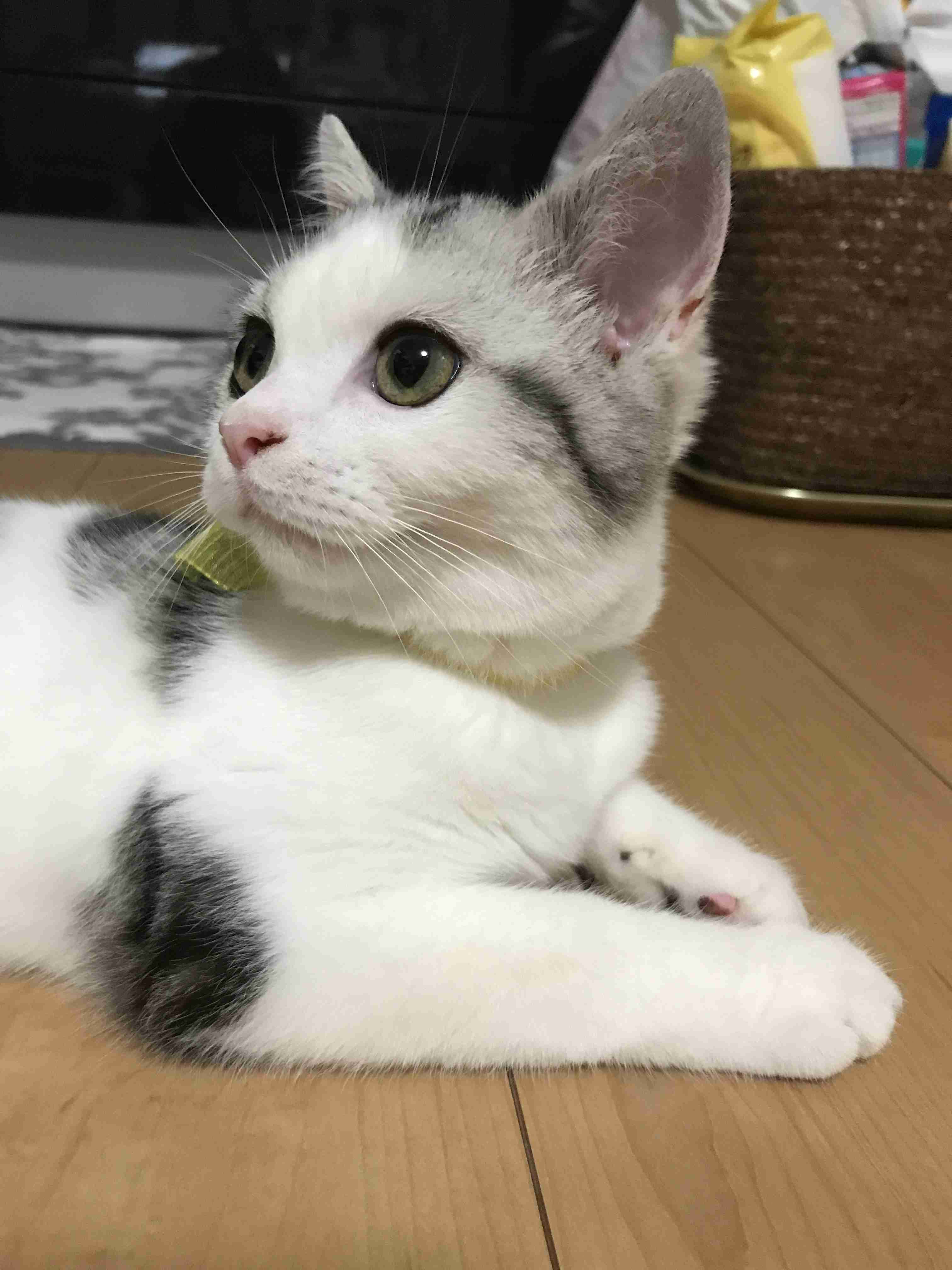 ガルちゃん猫カフェ21号店 開店しました♪ (初めての方も大歓迎!)