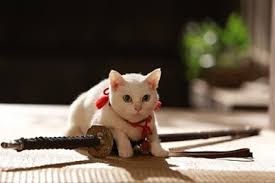 ガルちゃん猫カフェ21号店 開店しました♪ (初めての方も大歓迎！)