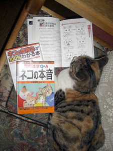 ガルちゃん猫カフェ21号店 開店しました♪ (初めての方も大歓迎!)
