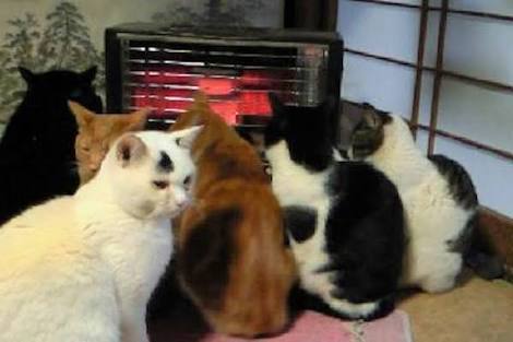 ガルちゃん猫カフェ21号店 開店しました♪ (初めての方も大歓迎！)