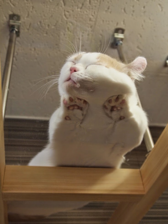 ガルちゃん猫カフェ21号店 開店しました♪ (初めての方も大歓迎！)
