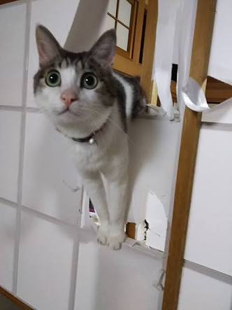 ガルちゃん猫カフェ21号店 開店しました♪ (初めての方も大歓迎!)