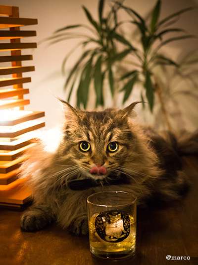 ガルちゃん猫カフェ21号店 開店しました♪ (初めての方も大歓迎!)