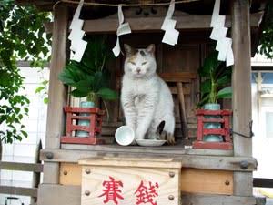 ガルちゃん猫カフェ21号店 開店しました♪ (初めての方も大歓迎!)