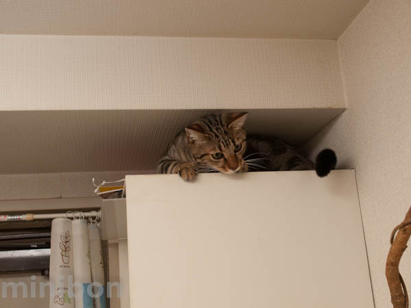ガルちゃん猫カフェ21号店 開店しました♪ (初めての方も大歓迎!)