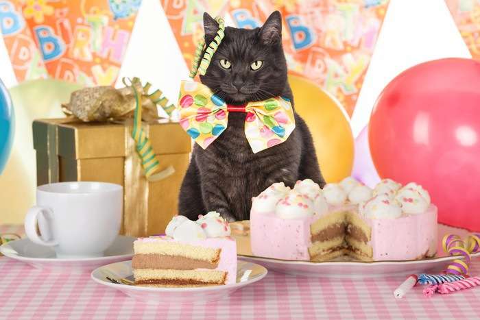 ガルちゃん猫カフェ21号店 開店しました♪ (初めての方も大歓迎!)