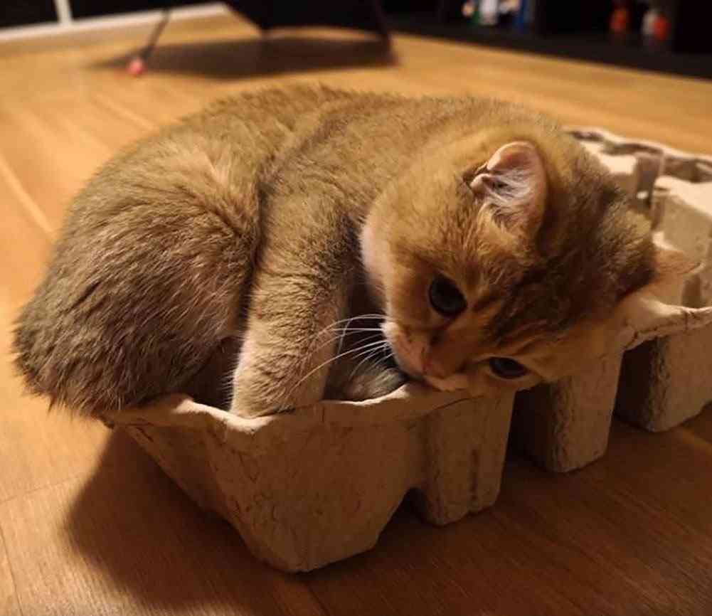 ガルちゃん猫カフェ21号店 開店しました♪ (初めての方も大歓迎！)